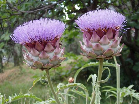 5 Favorites Garden Friendly Thistles Gardenista