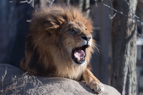 Lion Roaring On Rocks Eric Kilby Flickr