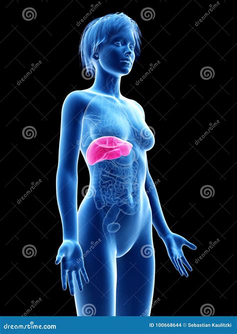 A Womans Liver Stock Illustration Illustration Of Graphic 100668644