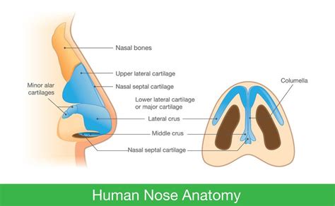 Nosebleed Epistaxis Guide Causes Symptoms And Treatment Options