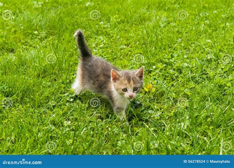 Kitten In The Grass Stock Photo Image Of Outside Baby 56278524