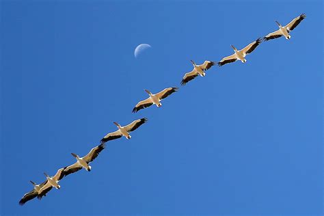 Where Do Your Backyard Birds Migrate In The Winter