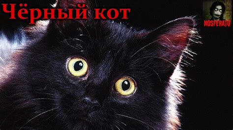 Чёрный кот рассказ Youtube