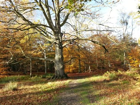 Great Wood dog walk, Hertfordshire - Driving with Dogs