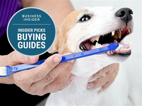 The 5 Best Dental Care Products For Dogs In 2021 Dental Care Dog