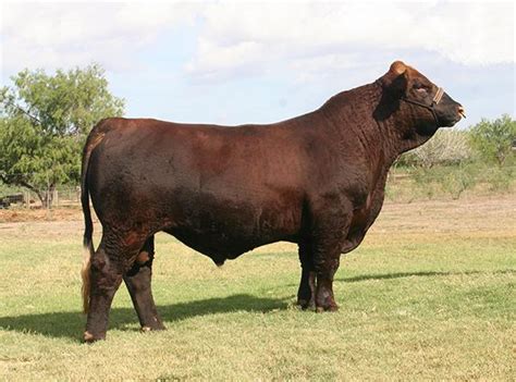 lot 30 lmc rock amigo 5d 185 cattle in motion cattle auctions live broadcasts online