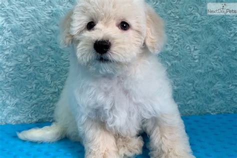 Meet at home, nearby, or online from $20/hr. Poodle, Miniature puppy for sale near San Antonio, Texas ...