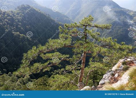 Pine Tree On Mountain Stock Photo Image Of Outdoor Trees 59019278