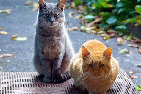Two Cats Sit On The Doorstep In The Street Stock Image Image Of