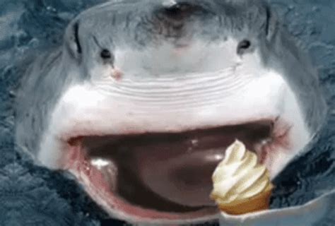 Shark Funny Eating Ice Cream Gifdb