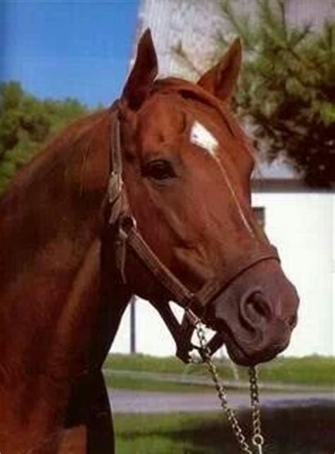 Movies games audio art portal community your feed. 1000+ images about Secretariat on Pinterest | Race horses ...