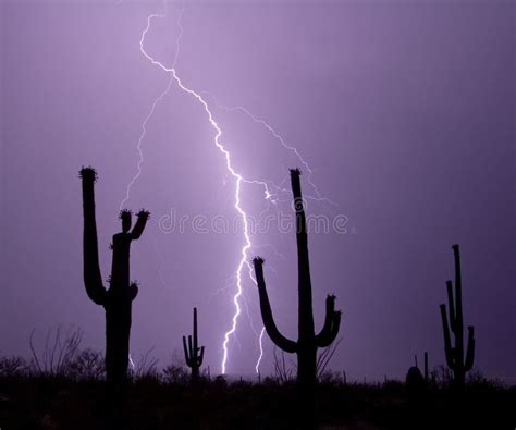 The Saguaros Are Watching Saguaro Cacti Silhouetted By A Lightning