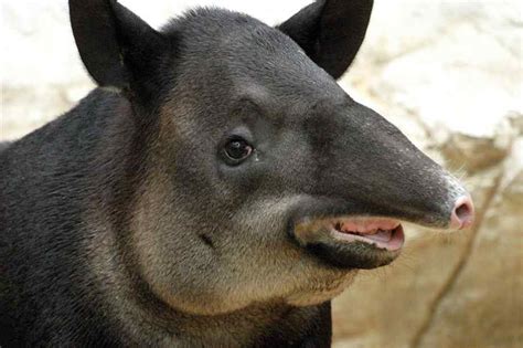 13 “ugly” Animals That Prove Beauty Is In The Eye Of The
