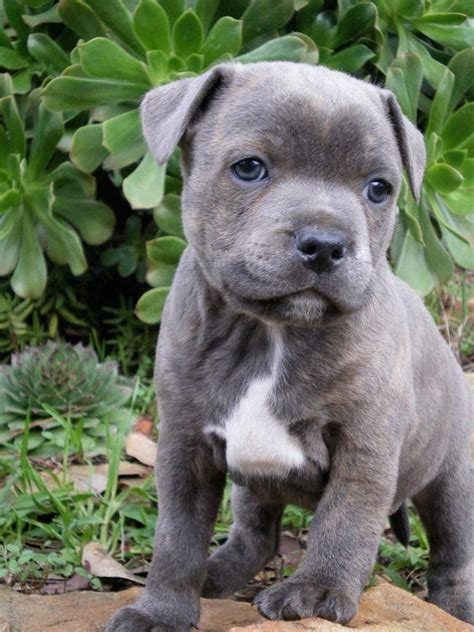 Staffordshire Bull Terrier Puppies For Sale Lingle Wy 150633