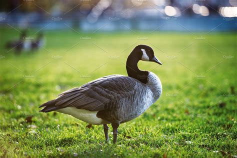 One Grey And White Goose ~ Animal Photos ~ Creative Market