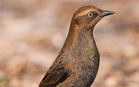 Rusty Blackbird Audubon Birders Might Say That This Blackbird Is