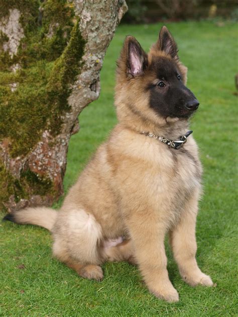 Miniature German Shepherd Dog