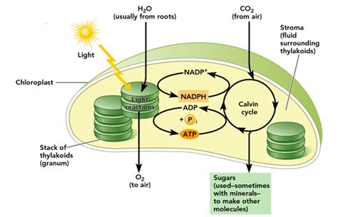 Terjadinya proses fotosintesis yang mengubah energi cahaya menjadi energi kimia dan nantinya akan menghasilkan o2 sebagai produk sudah jelas bahwa cahaya merupakan bahan utama dalam proses. FOTOSINTESIS | anakagronomydotcom
