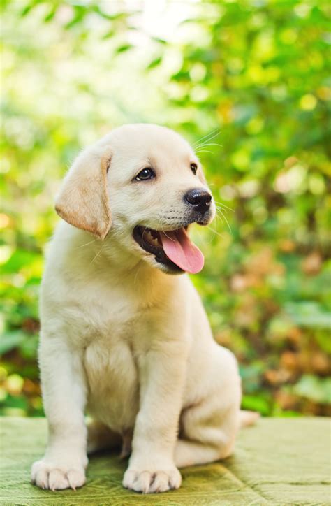 Labrador Retriever Intelligent And Fun Loving Cuccioli