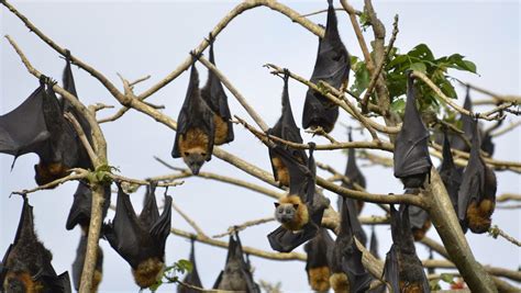 Manly Council Says Time Is Up To Balgowlah Flying Fox Colony News Local