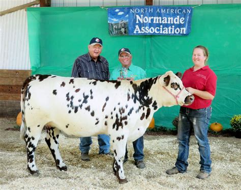 Rewey farm tops national Normande beef show | Livestock | leadertelegram.com