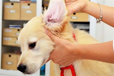 Ear Mites In Dogs