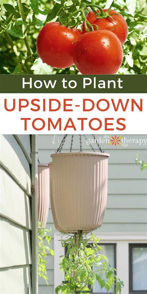 How To Plant An Upside Down Tomato Planter Upside Down Tomato Planter