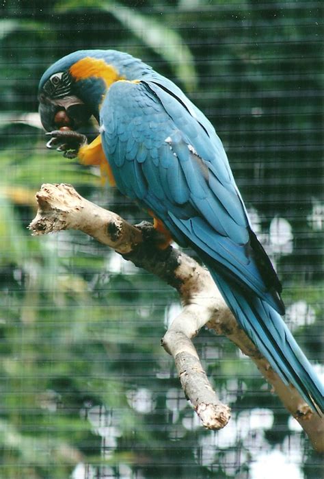 Blue Throated Macaw 26th September 2013 Zoochat