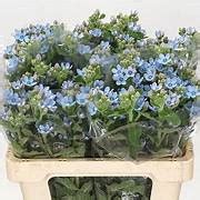 Oxypetalum Azul Cm Mil Flors