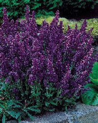 Deer resistant shrubs are bushes that are rarely or minimally damaged by deer. Pin on Garden!