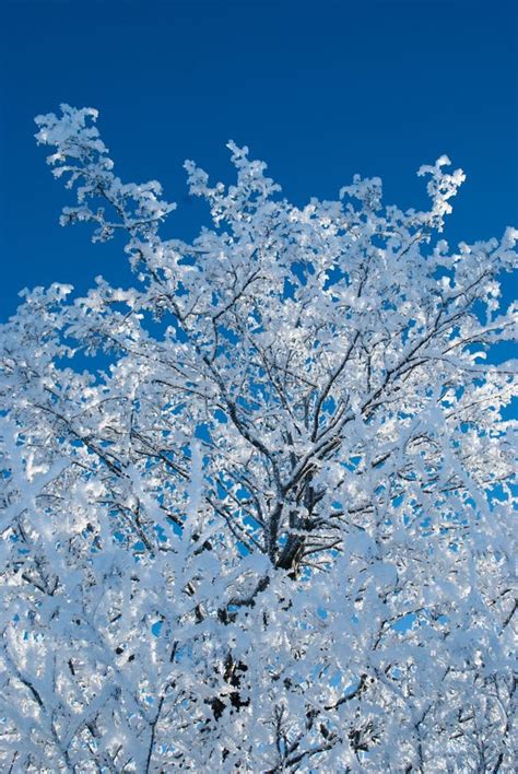 Frozen Tree Stock Photo Image Of Nature Blue Tree 84736324