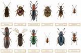 Types Of Home Pests