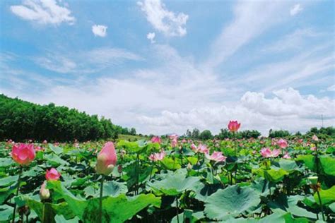 Du khách đến đồng tháp sẽ ngỡ ngàng trước những cánh đồng bát ngát thẳng cánh cò bay. Khám phá đồng sen Tháp Mười nổi tiếng - "Xua tan nắng hè ...