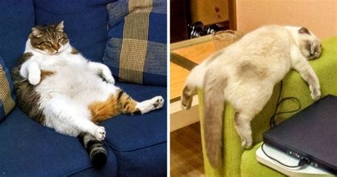 24 Cats Who Are So Tired They Dont Give A Darn Tired Animals Cats