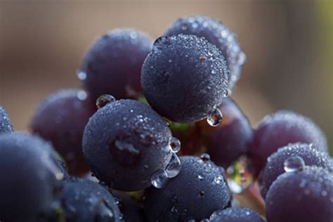 Eating Grapes May Reverse Lung Aging Stepin2