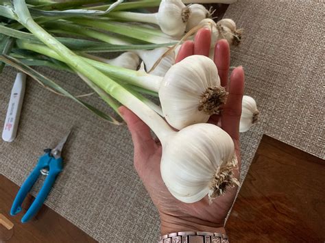 Garlic Bulbilsseeds 50 Pieces Etsy