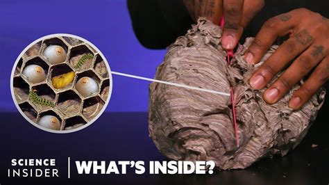 Whats Inside A Wasps Nest Whats Inside Youtube