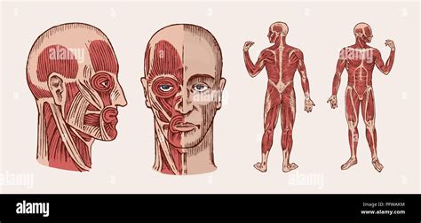 Human Anatomy Muscular And Bone System Of The Head Medical Vector