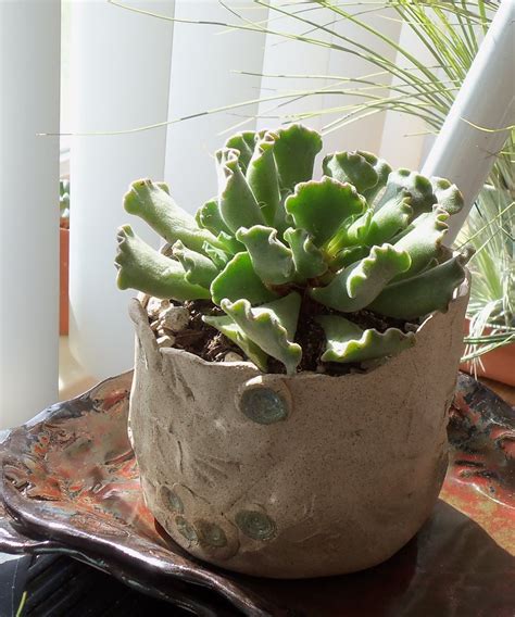 The schlumbergera is not very difficult to cultivate if you manage to follow some simple tips. succulents south africa - Google Search | Plants ...