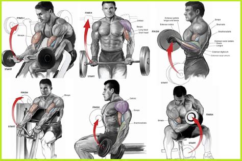 Killer Bicep Workout Will Explode Your Arm Size Bodydulding