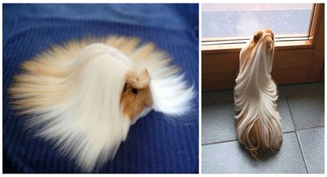 This guinea pig breed has long fur, like the previous ones, but you can see how it grows excessively on the head. The Long Haired Guinea Pig Has The Most Majestic Hair Ever