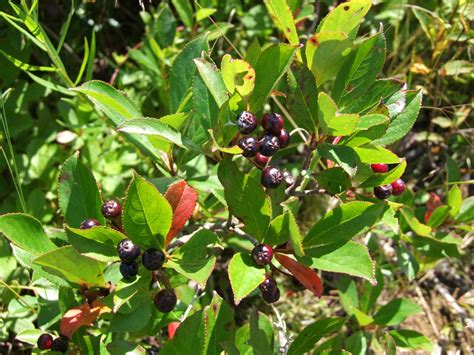 Aronie à Fruit Noir Ministère De Lagriculture Et De Laquaculture