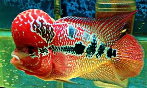 4 Jenis Ikan Hias Yang Dipercaya Mampu Membawa Hoki Bagi Pemiliknya