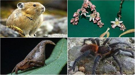 List Of 10 New Species Discovered In 2016 Education Today News