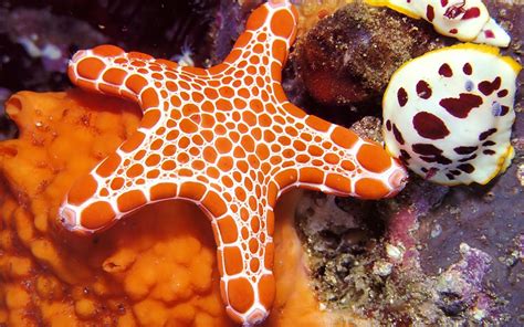 Starfish Starfish Sea Animals Underwater Wallpaper
