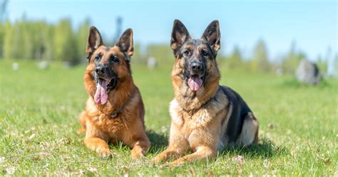 About The Breed German Shepherd Highland Canine Training Ph