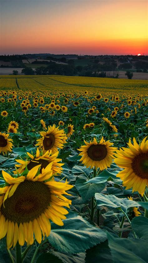 Sunflower Flower Yellow Field Sunrise Hd Phone Wallpaper Peakpx