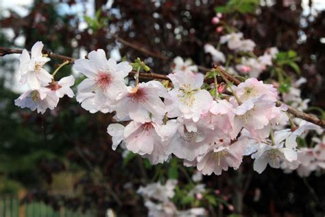 Winter Flowering Cherry Prunus Subhirtella Autumnalis