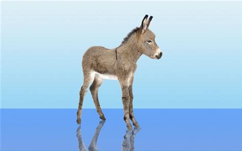 20 Donkey Hd Wallpapers And Backgrounds