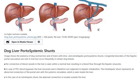 Liver Shunts Vet Med Applied Gi Physiology Supplemental Notes